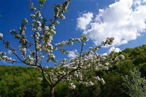 fruitbomen snoeien